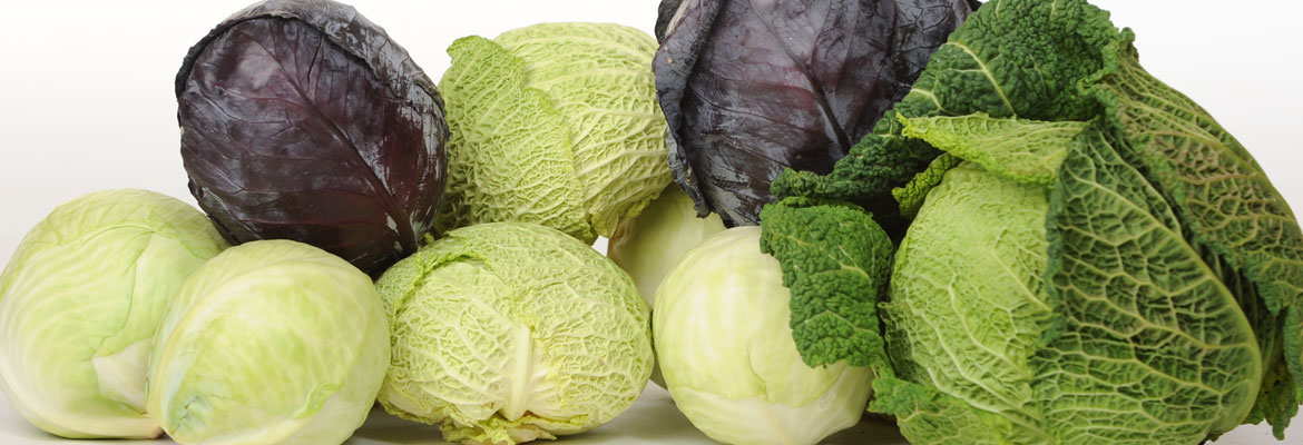 cabbage