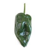 Green Pepper