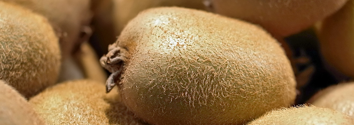 kiwi