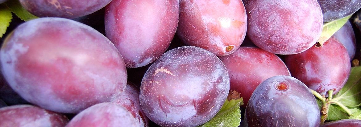 plum